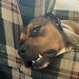 Meet your Posher, Moon